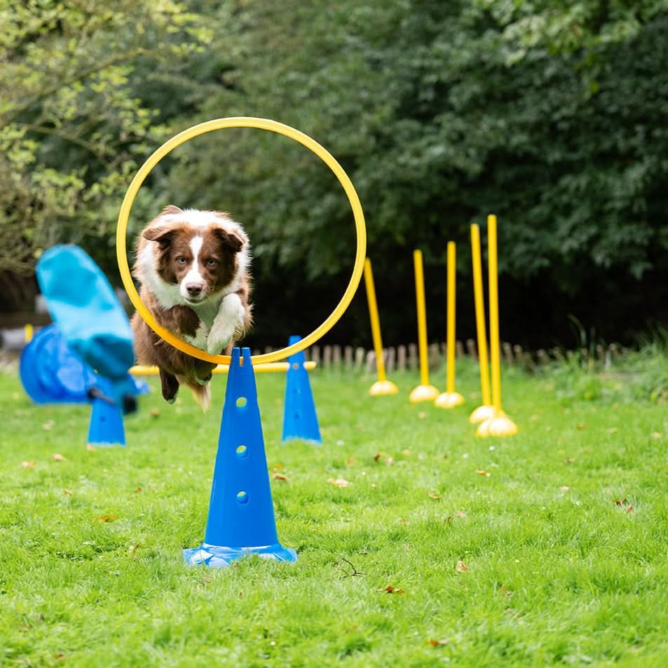 Agility Pylone - Image 3