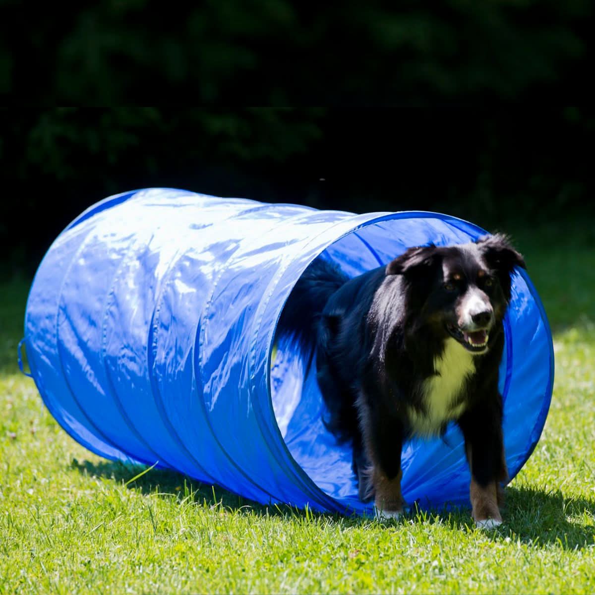 Agility Starter-Trainingsset 9-teilig - Image 3
