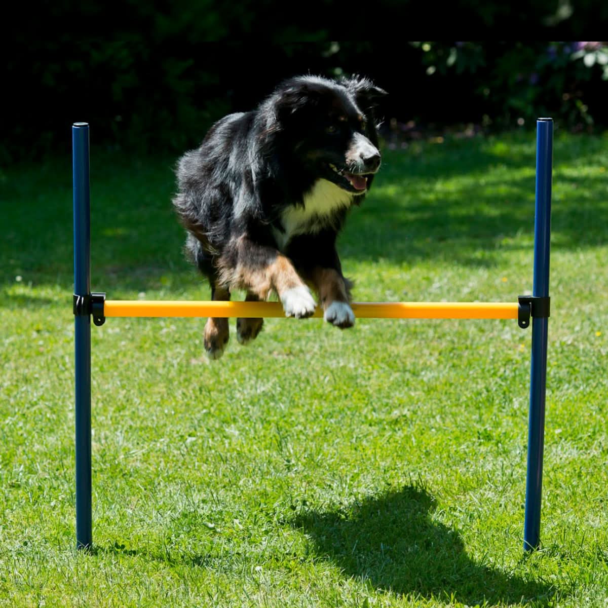 Agility Starter-Trainingsset 9-teilig - Image 4