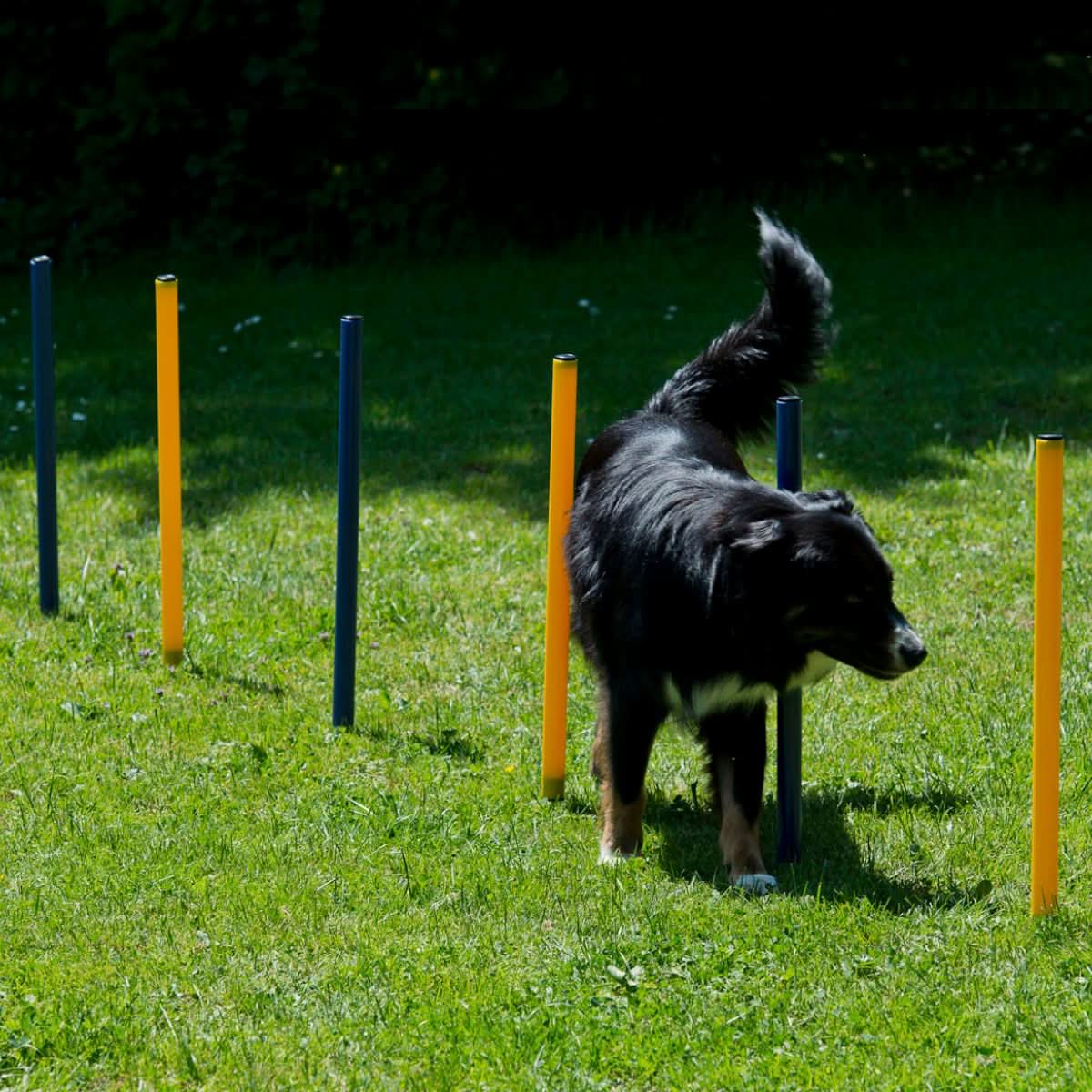 Agility Starter-Trainingsset 9-teilig - Image 5