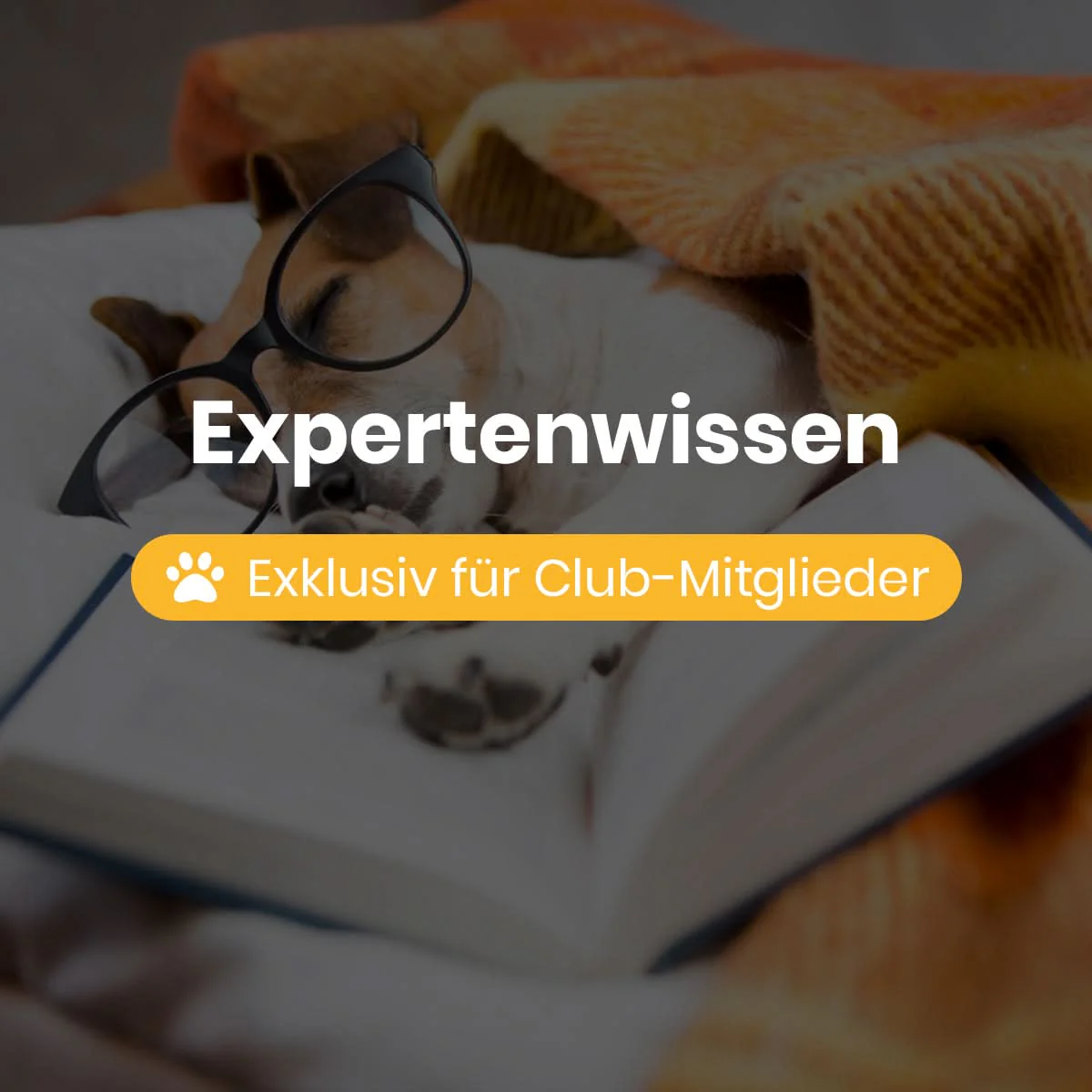 Dogorama Club Mitgliedschaft - Image 4
