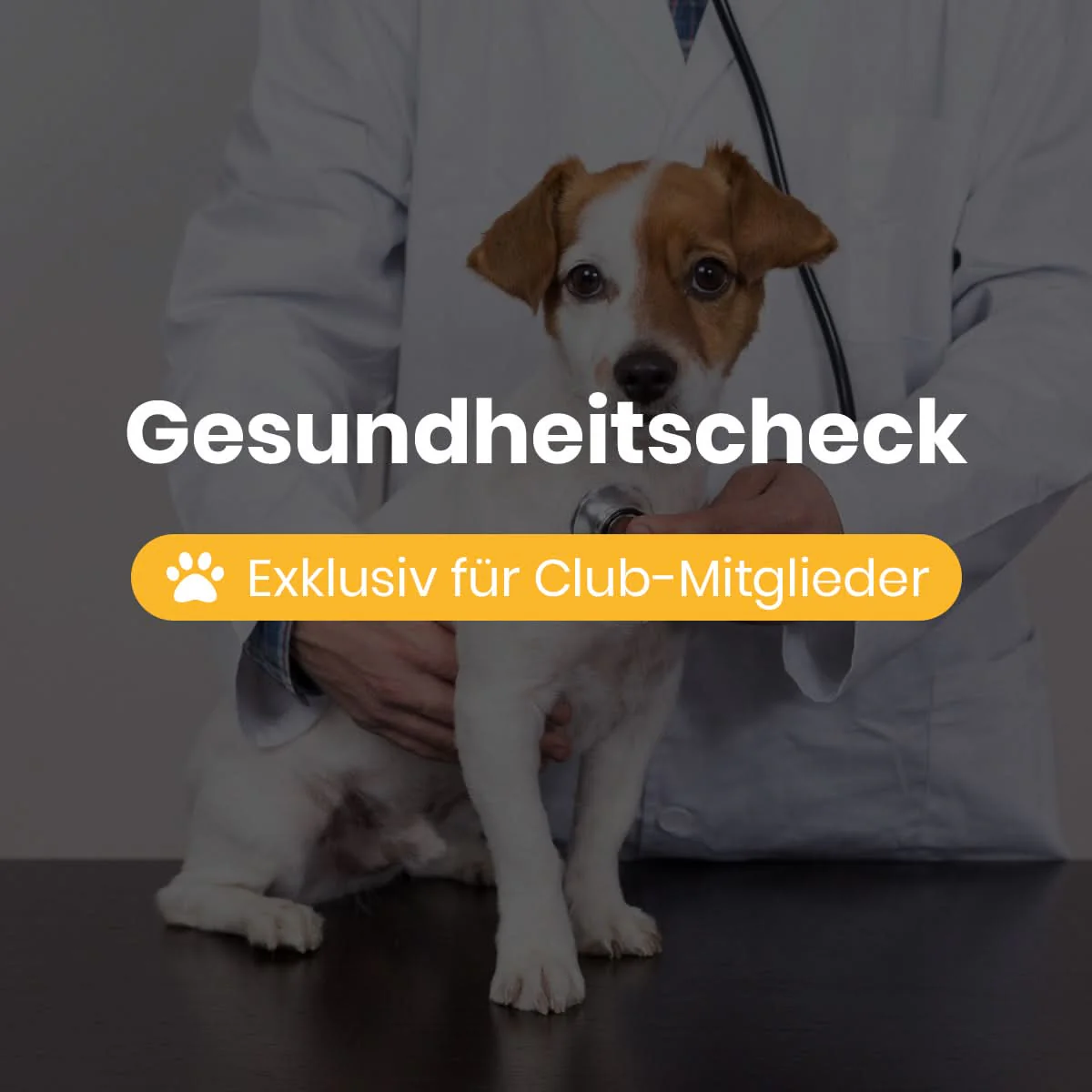 Dogorama Club Mitgliedschaft - Image 7