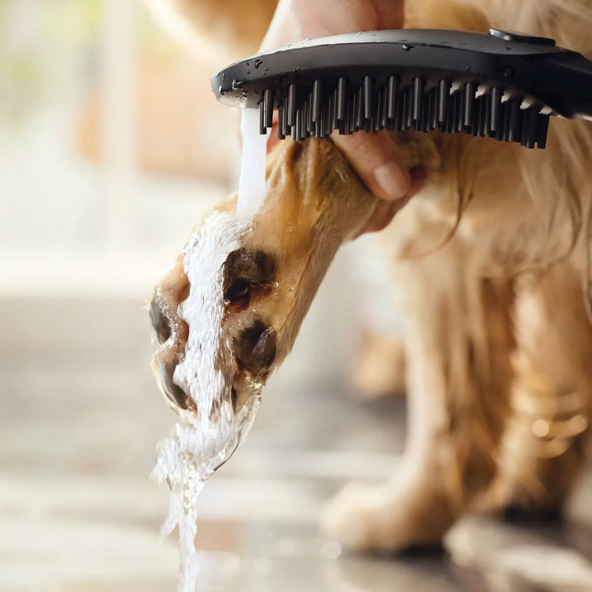 Hunde-Duschkopf hansgrohe - Image 4