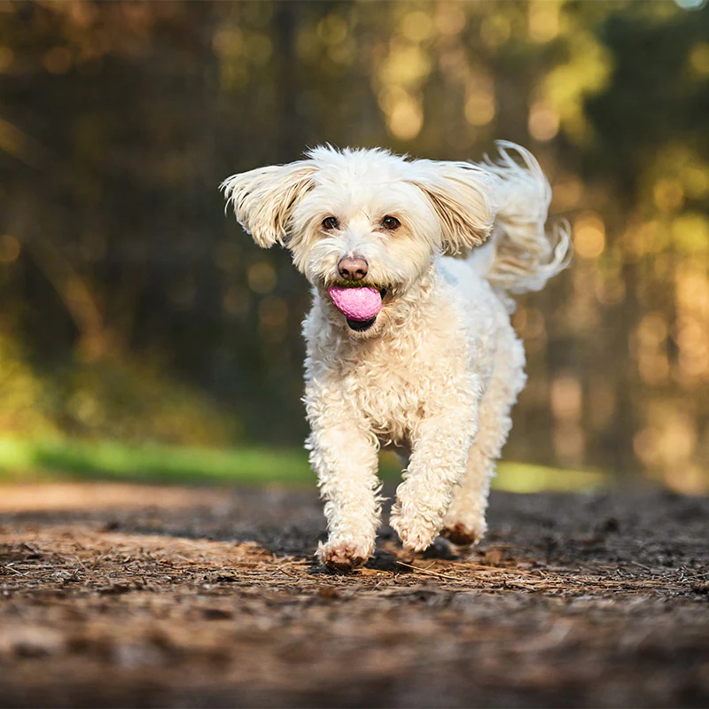 Hunde-Straußenei befüllbar - Image 4