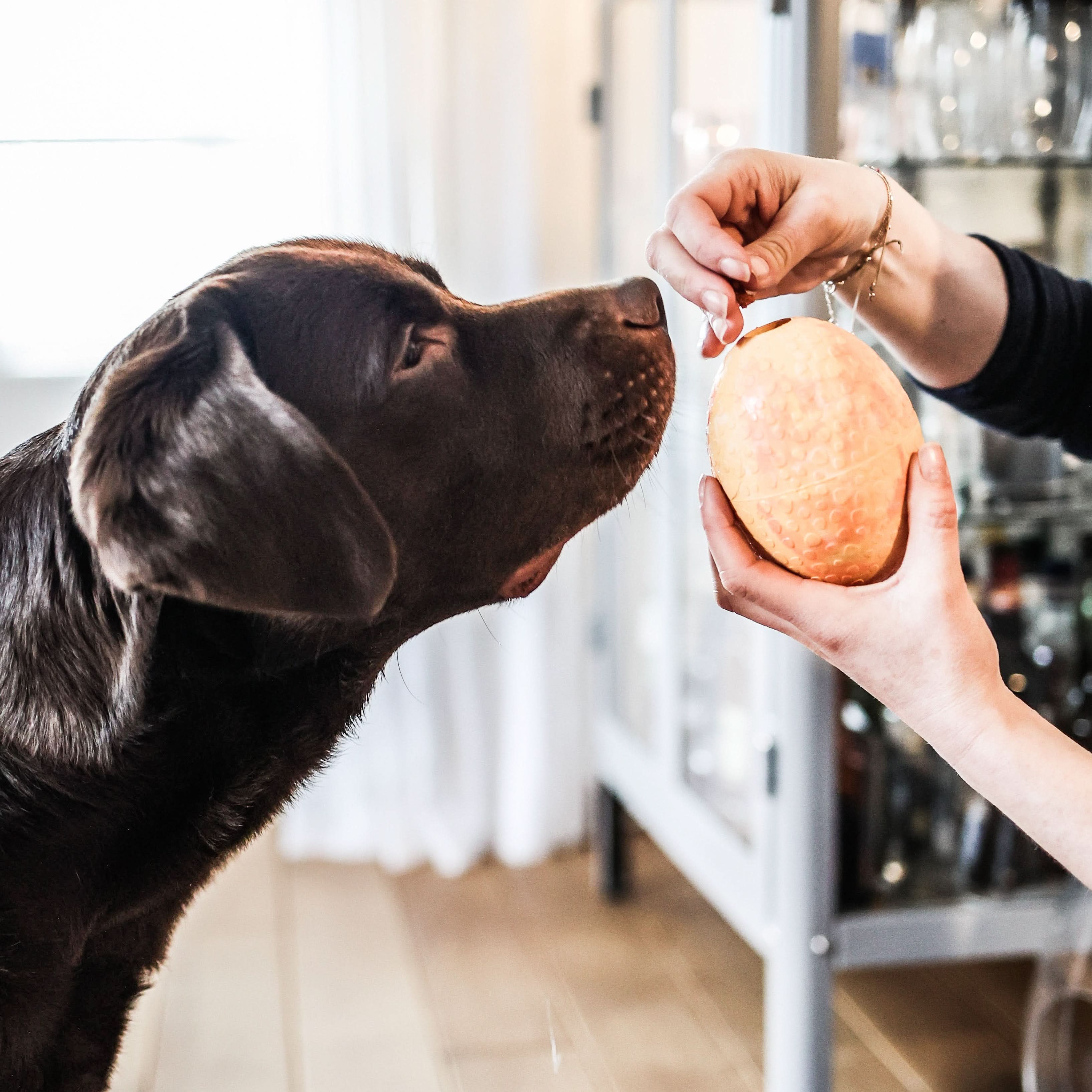 Hunde-Straußenei befüllbar - Image 6