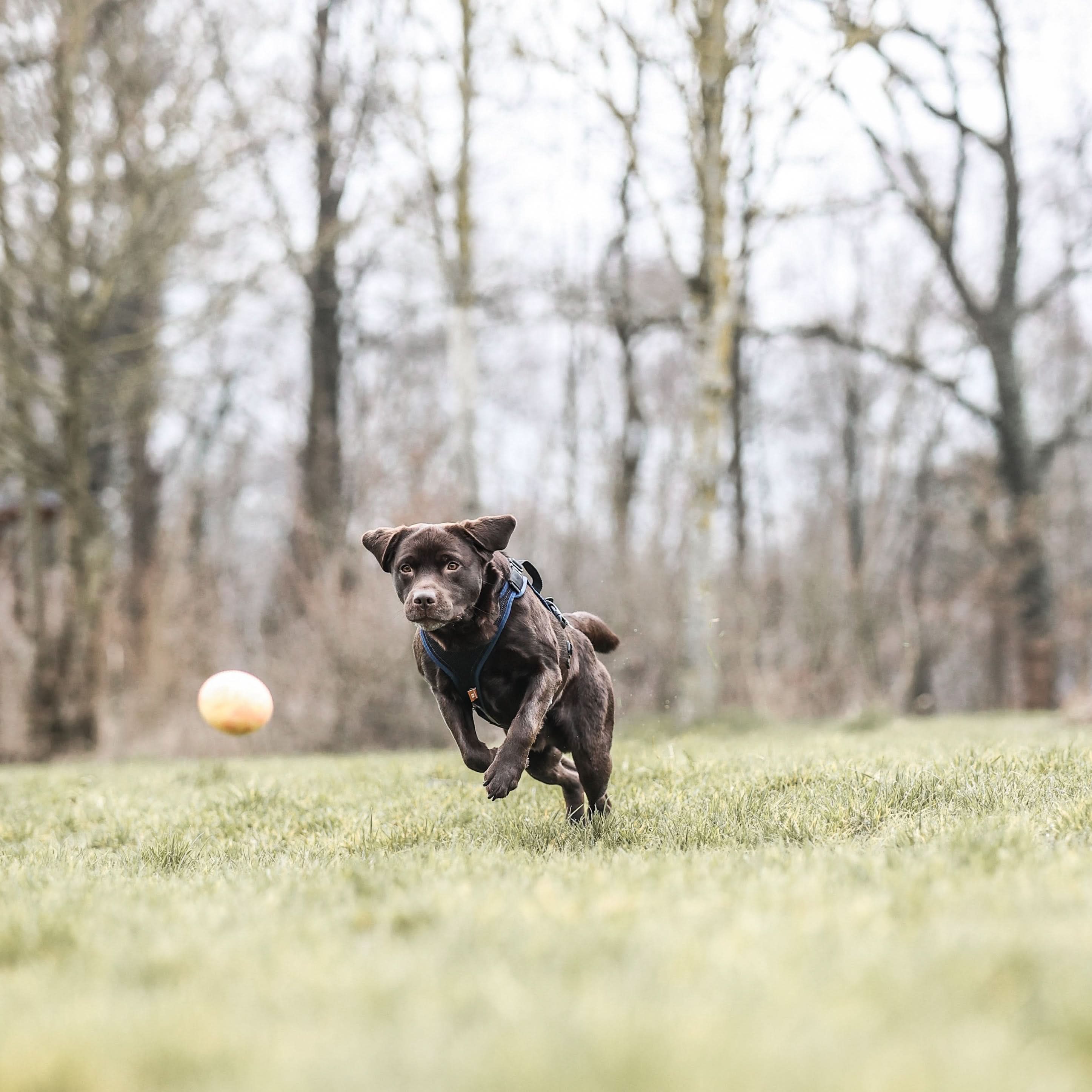 Hunde-Straußenei befüllbar - Image 8