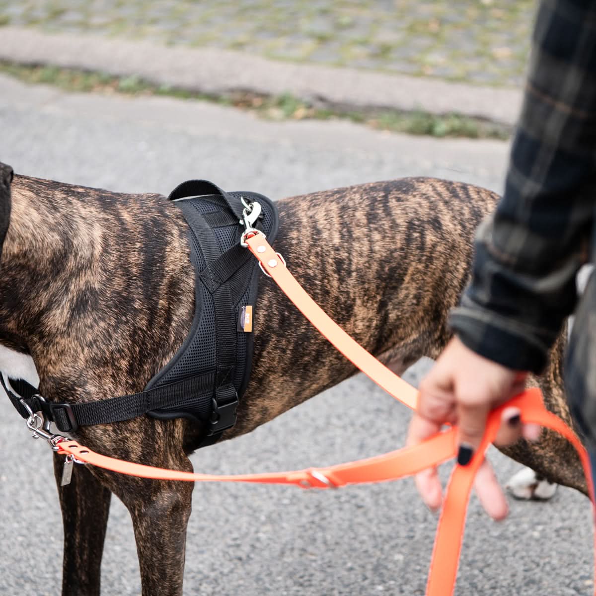 Hundegeschirr Ausbildung - Image 5