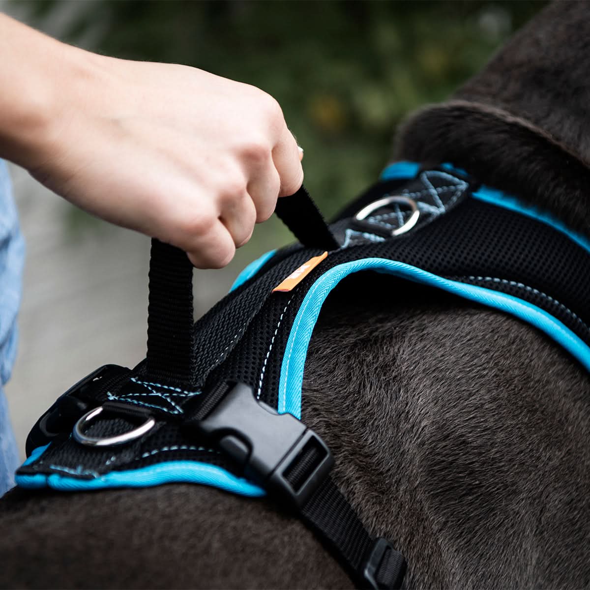 Hundegeschirr Standard - Image 13