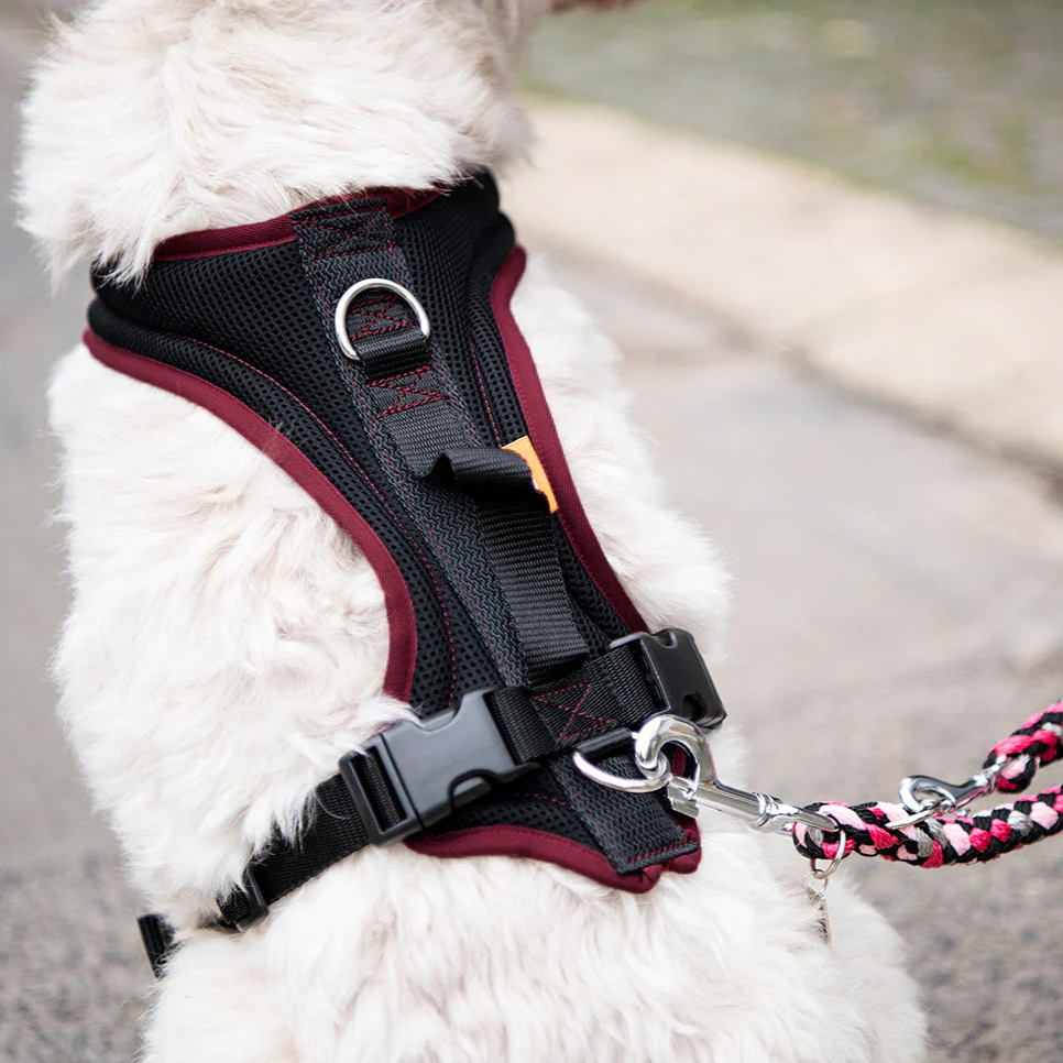 Hundegeschirr Standard - Image 3