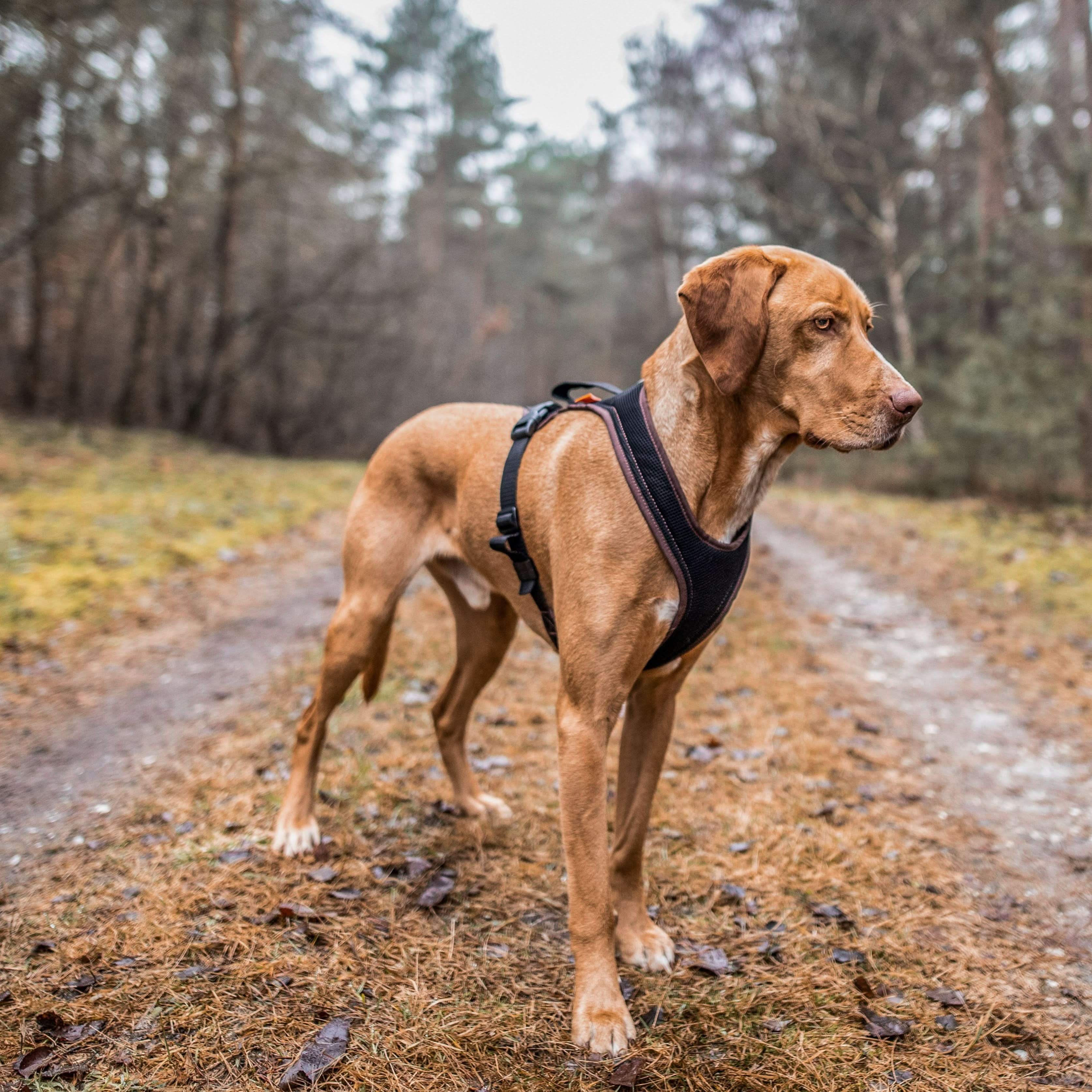 Hundegeschirr Standard - Image 5
