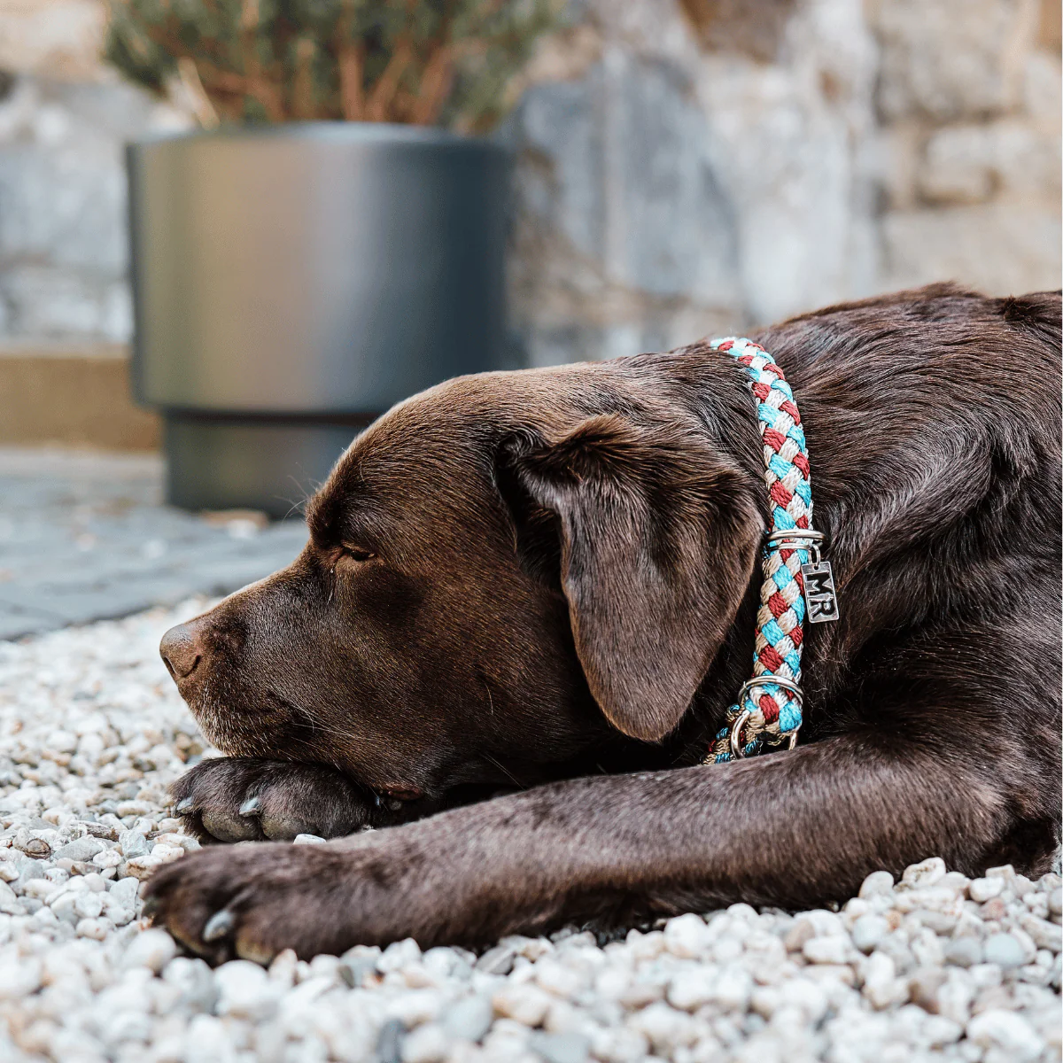 Hundehalsband Tauwerk Türkis-Bordeaux - Image 4