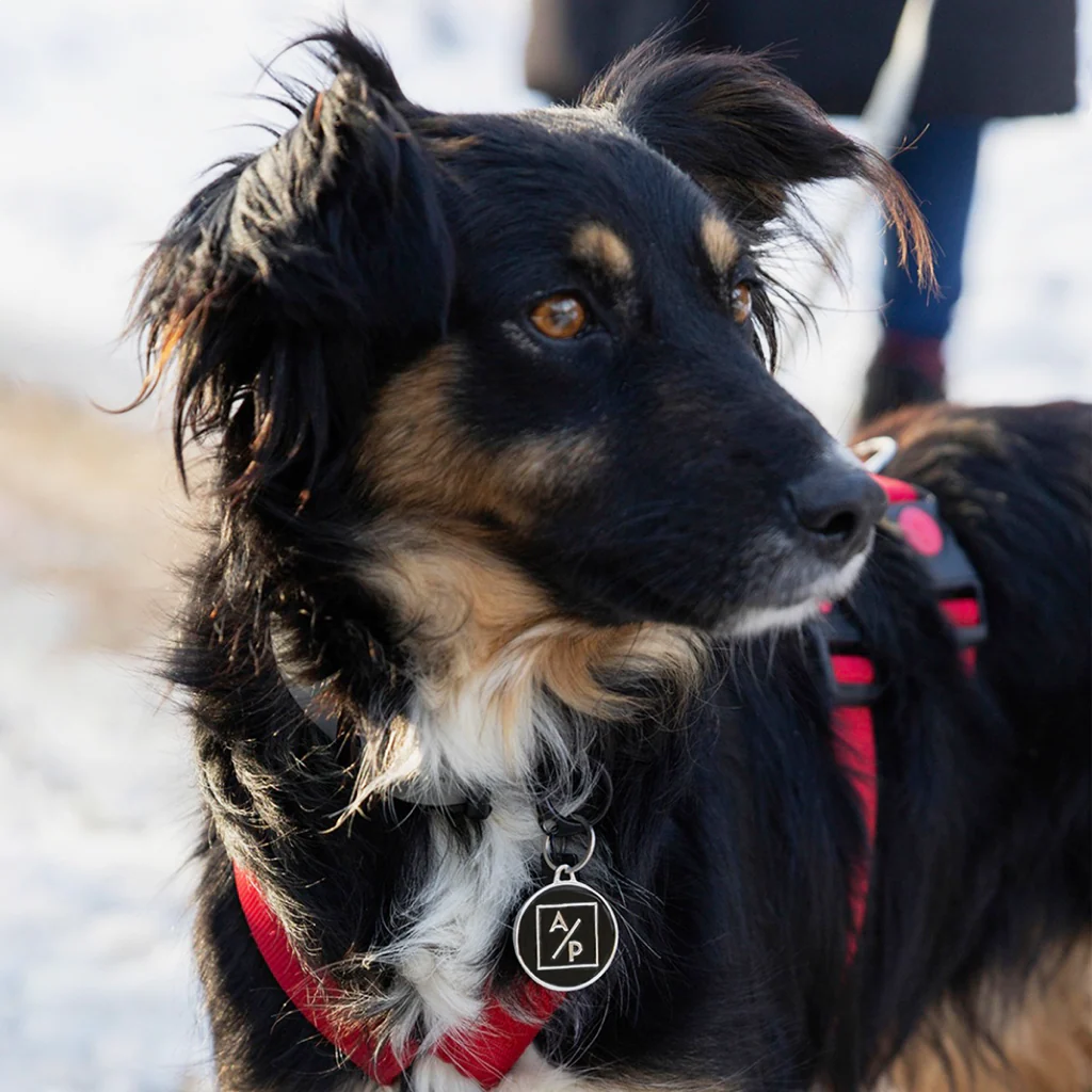 Hundemarke personalisiert "ADOPTIEREN STATT PRODUZIEREN" - Image 4