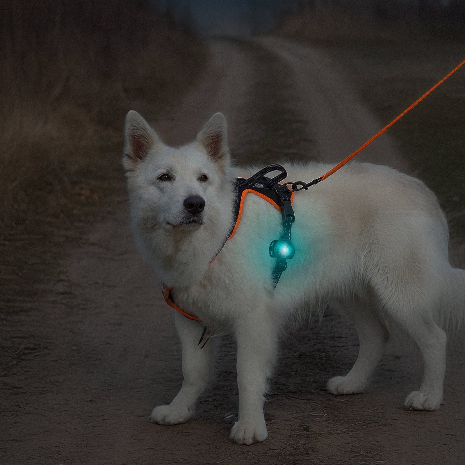 Orbiloc LED-Leuchte für Halsband oder Geschirr - Image 11
