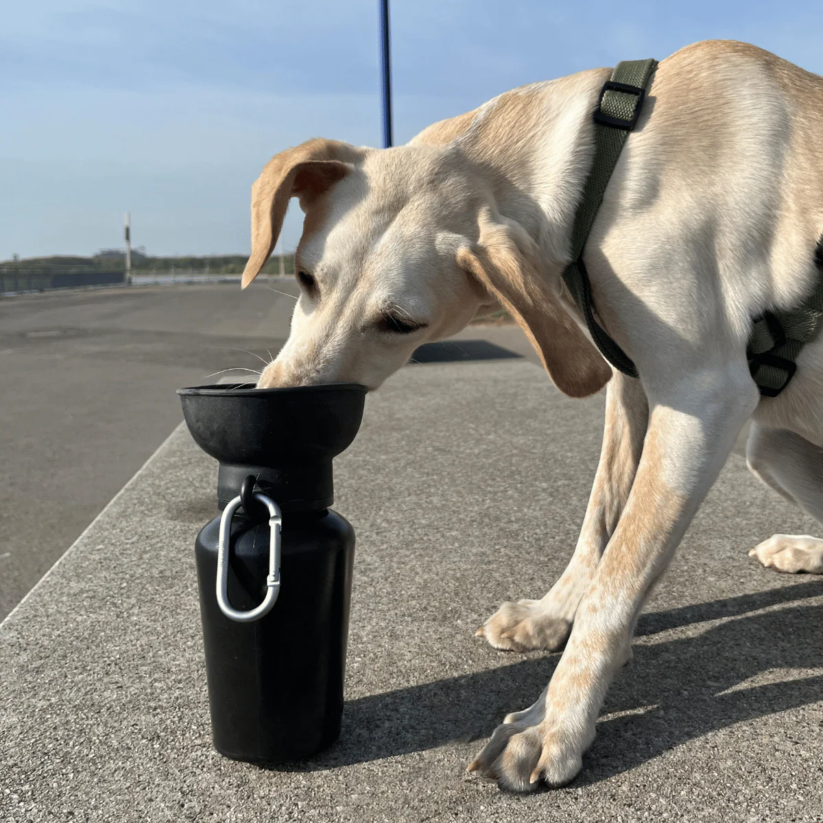 Reise Wasserflasche mit Napf - Image 6