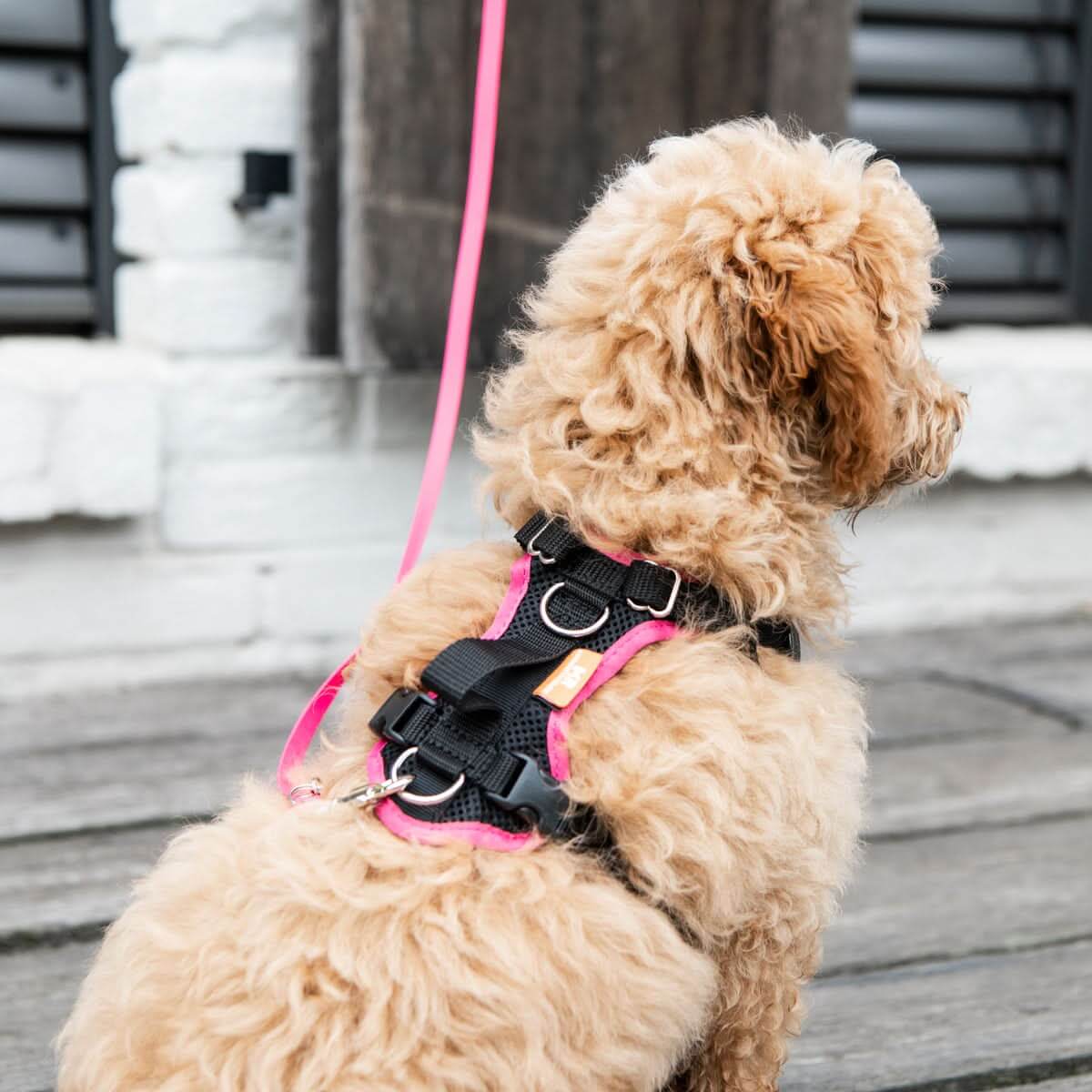 Welpenleine und Minihund BIOTHANE® - Image 8